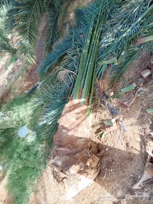 نخل للبيع عربي مثمر 2