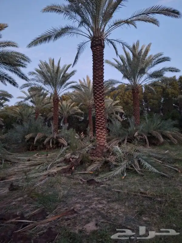 زراعة النخل وتركيب الشبوك 6