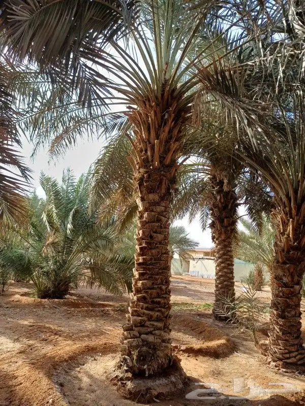 يوجد لدينا نخيل للبيع بجميع أنواعه 5
