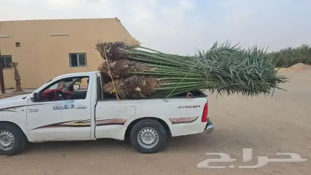 نخل واشنطن وعربي لبيع 7