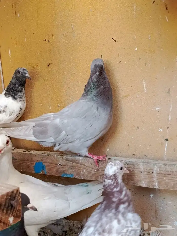 حمام قطايف 8