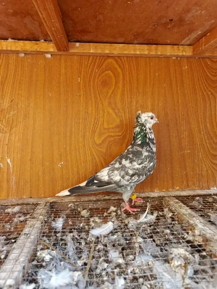 حمام قطايف 1