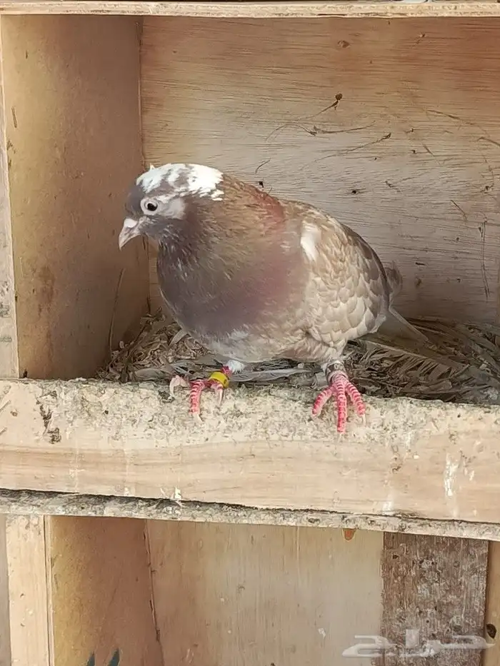 حمام قطايف 12