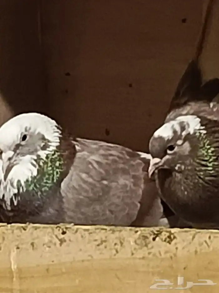 حمام قطايف 14