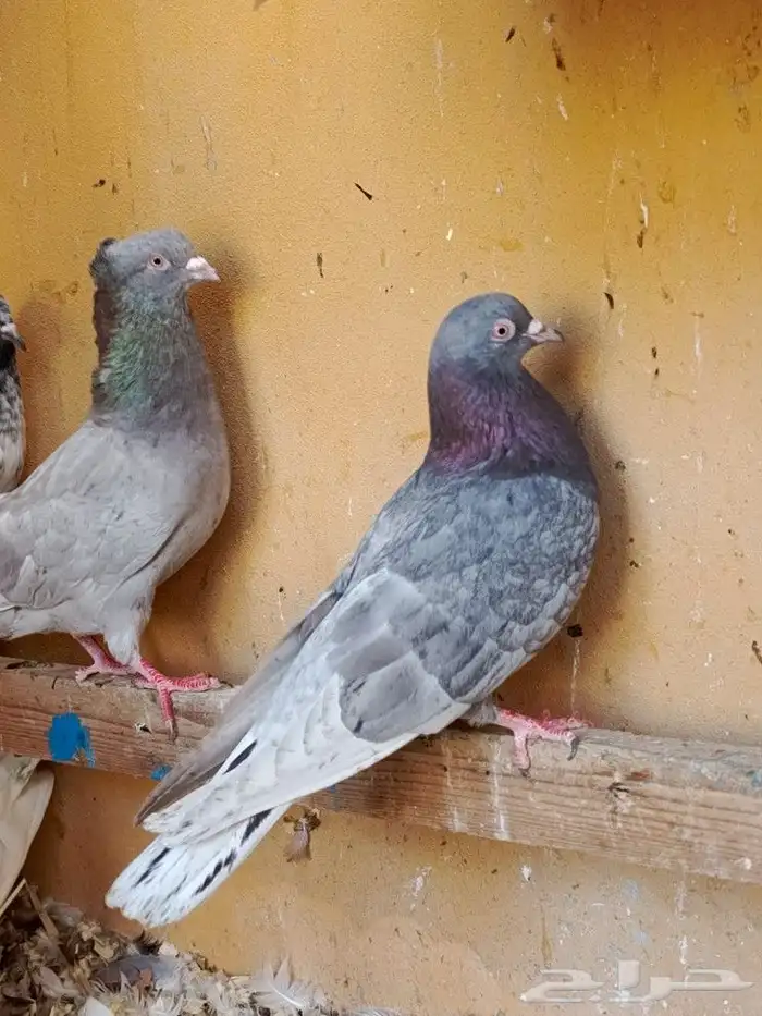 حمام قطايف 10