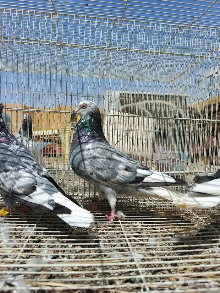 حمام قطايف 5