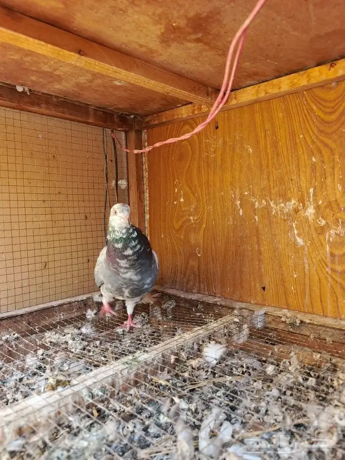 حمام قطايف 3