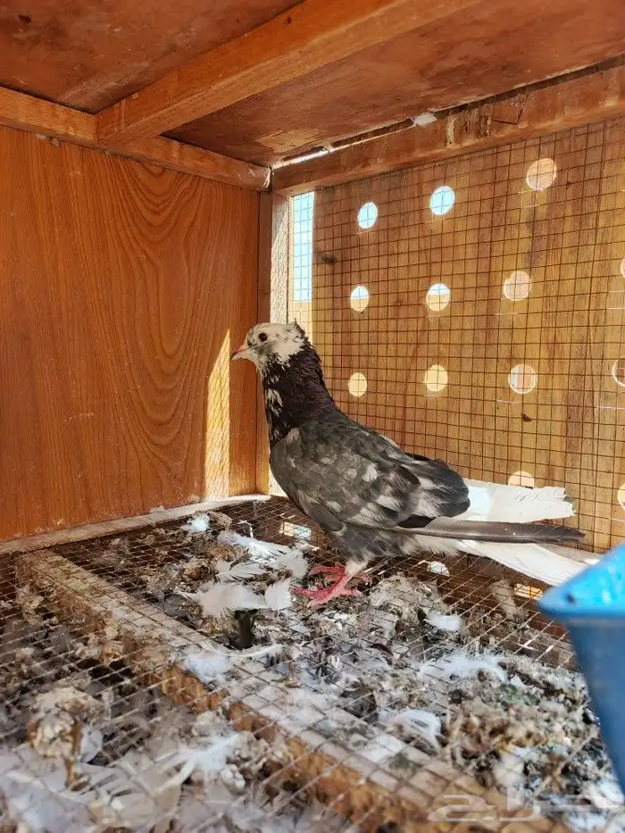 حمام قطايف 2