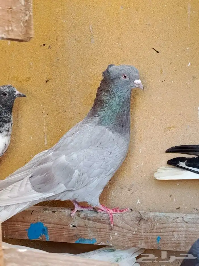 حمام قطايف 11