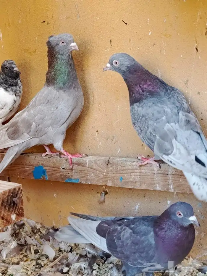 حمام قطايف 7