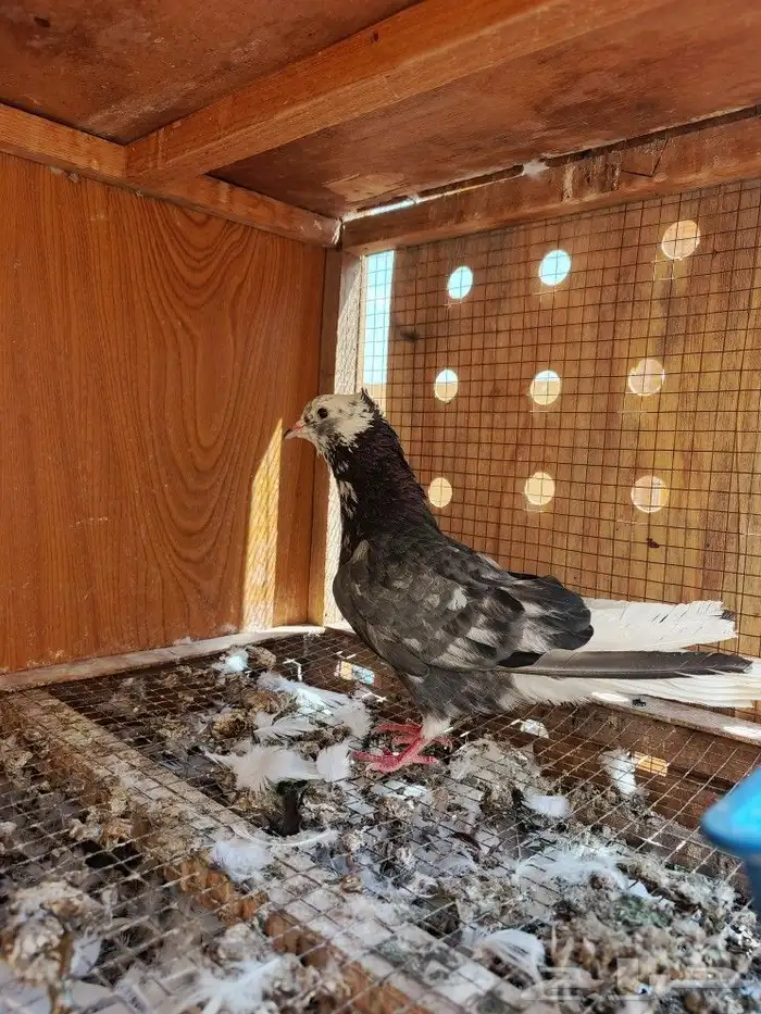 حمام قطايف 6