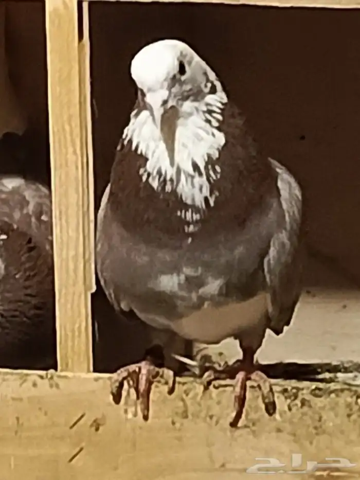 حمام قطايف 15