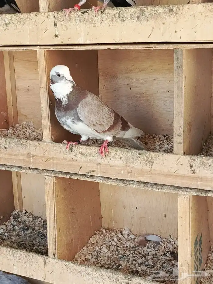 حمام قطايف 13