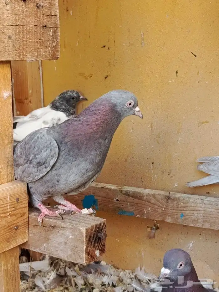 حمام قطايف 9