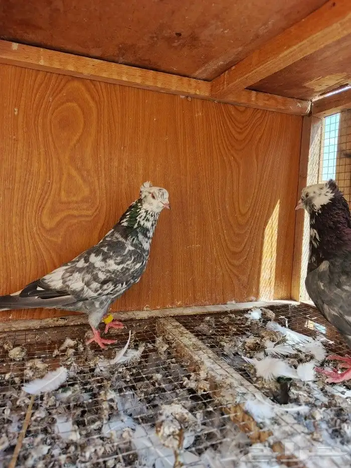 حمام قطايف 0