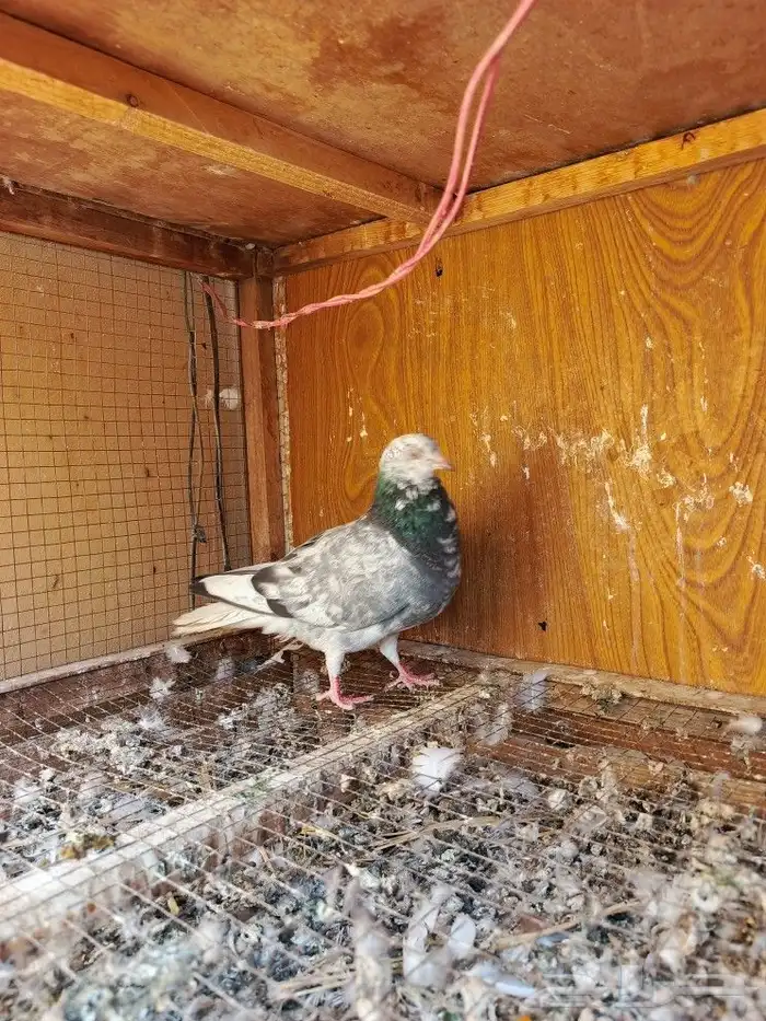 حمام قطايف 4