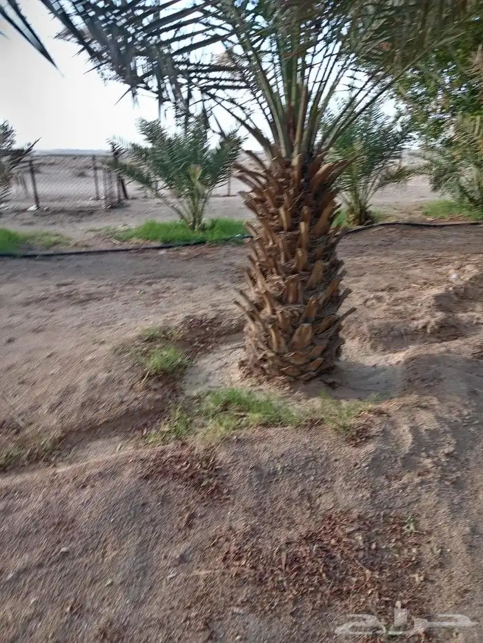 يوجد لدينا نخل البيع عربي وواشنطن 6