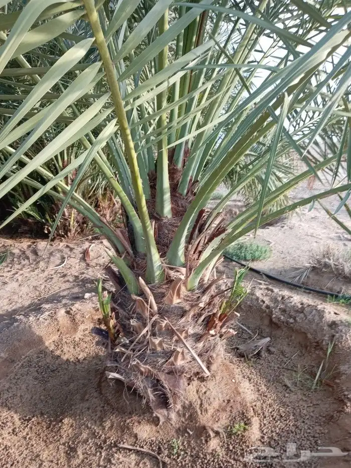 يوجد لدينا نخل البيع عربي وواشنطن 5