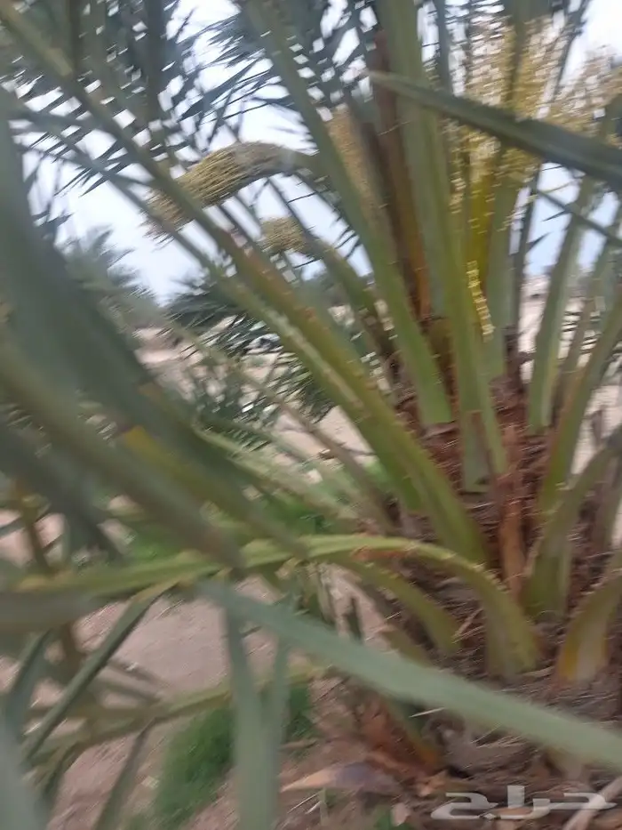 يوجد لدينا نخل البيع عربي وواشنطن 0