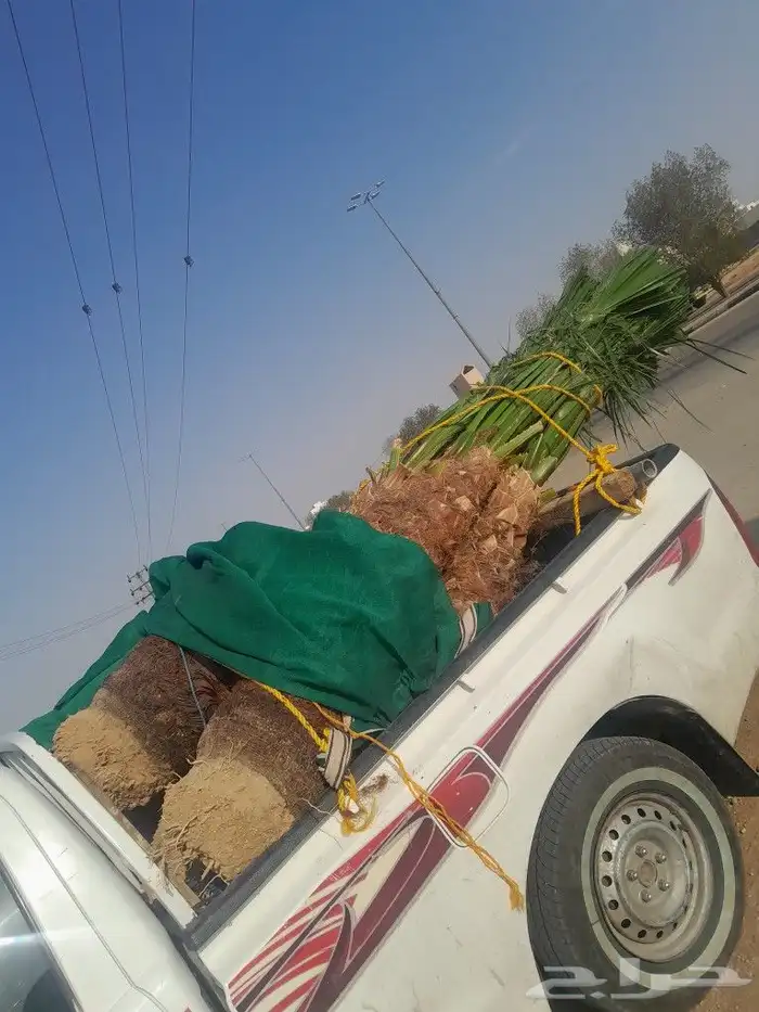 يوجد لدينا نخيل للبيع بجميع أنواعه 0