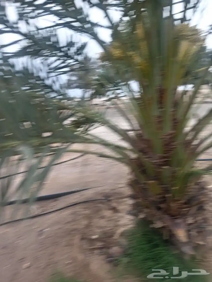 يوجد لدينا نخل البيع عربي وواشنطن 2