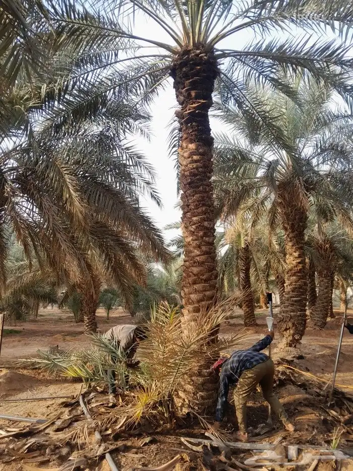 يوجد لدينا نخيل للبيع بجميع أنواعه 4