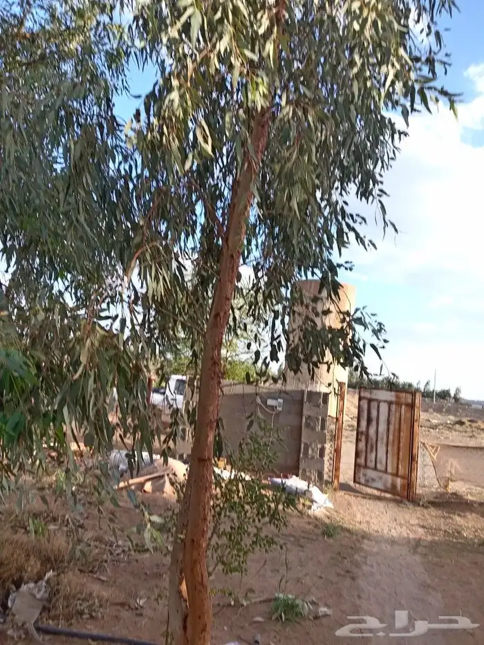 يوجد لدينا نخل البيع عربي وواشنطن 4