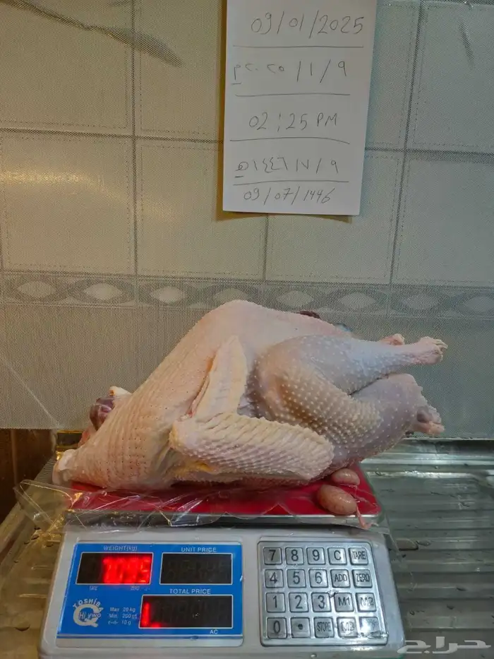 ديك رومي ذبح طازج 3