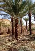 مقاول عام في توريد وزراعة جميع انواع النخيل 3