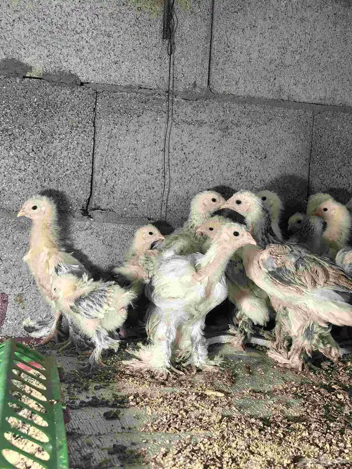 صوص براهما بيور صافي 2