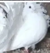 حمام رقاص هولندي حمام صنعاني 0
