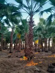 مقاول عام في توريد وزراعة جميع انواع النخيل 5