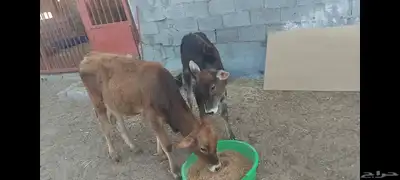 عجل ألماني  عجل وعجلة جرسي 7