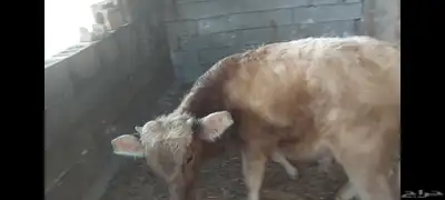 عجل ألماني  عجل وعجلة جرسي 2
