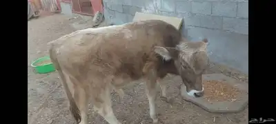 عجل ألماني  عجل وعجلة جرسي 3
