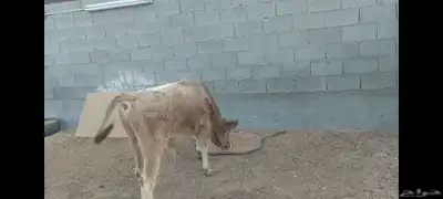 عجل ألماني  عجل وعجلة جرسي 5