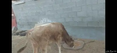 عجل ألماني  عجل وعجلة جرسي 4