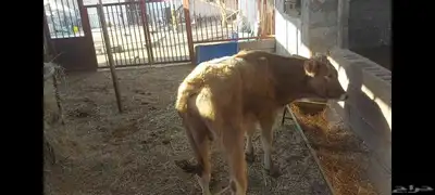 عجل ألماني  عجل وعجلة جرسي 1