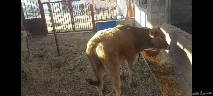 عجل ألماني  عجل وعجلة جرسي 1