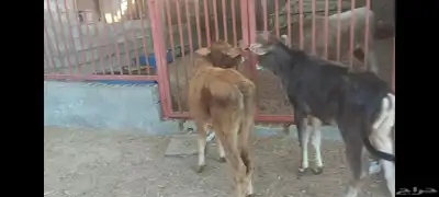 عجل ألماني  عجل وعجلة جرسي 8