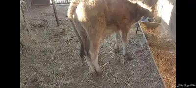 عجل ألماني  عجل وعجلة جرسي 6