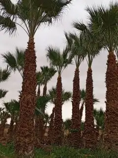 مقاول عام في توريد وزراعة جميع انواع النخيل 6
