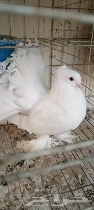 حمام شماسي وكنق 1
