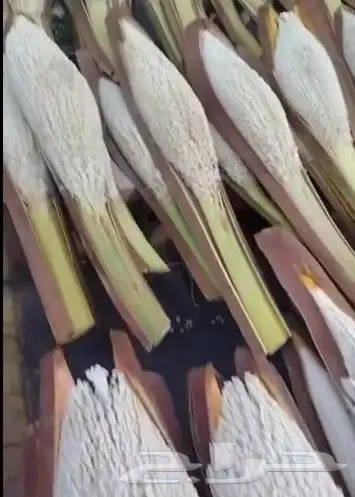 يوجد نخيل ولقاح بار من الدرجه الاولى بسعر مناسب وتوصيل 2