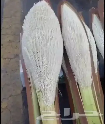 يوجد نخيل ولقاح بار من الدرجه الاولى بسعر مناسب وتوصيل 1