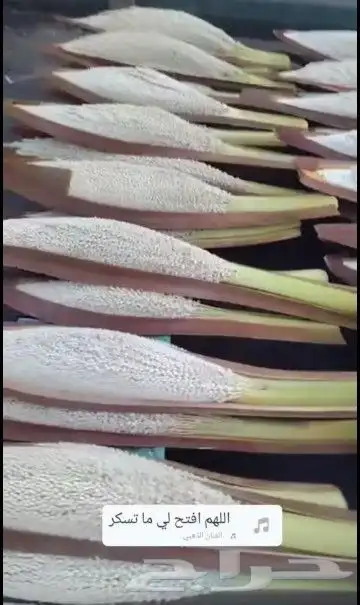 يوجد نخيل ولقاح بار من الدرجه الاولى بسعر مناسب وتوصيل 3