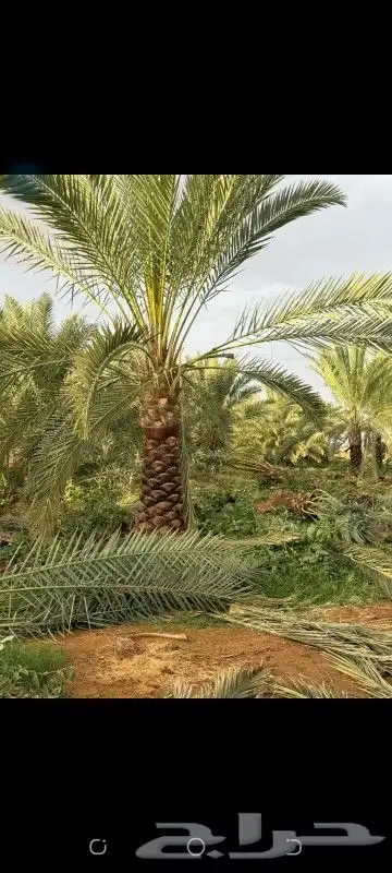 نقيل صقعي وهلالي ومجدول 2