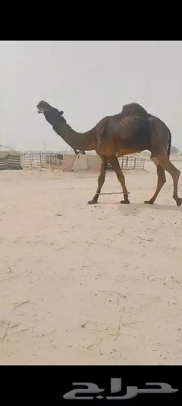 قعود سنه جدع ابو وحيدان بعير الامير متعب وامه دوسريه 2
