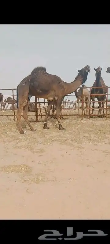 قعود سنه جدع ابو وحيدان بعير الامير متعب وامه دوسريه 0