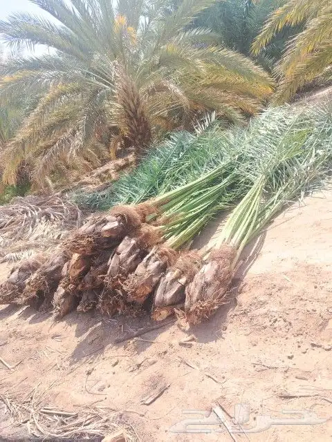 نخيل للبيع متواجد بتبوك 0